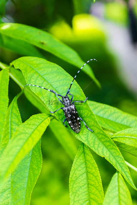 大自然昆虫天牛