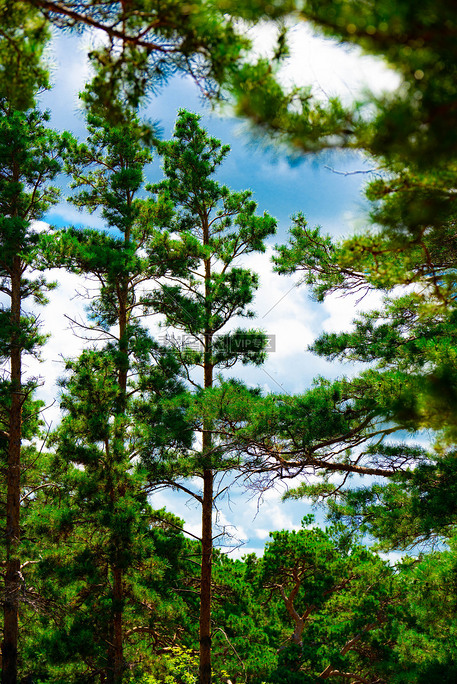 西山森林公园松柏松树