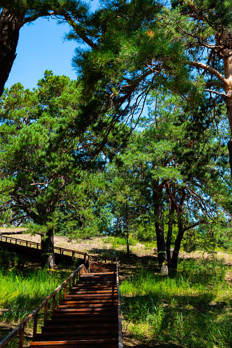 西山森林公园松柏松树