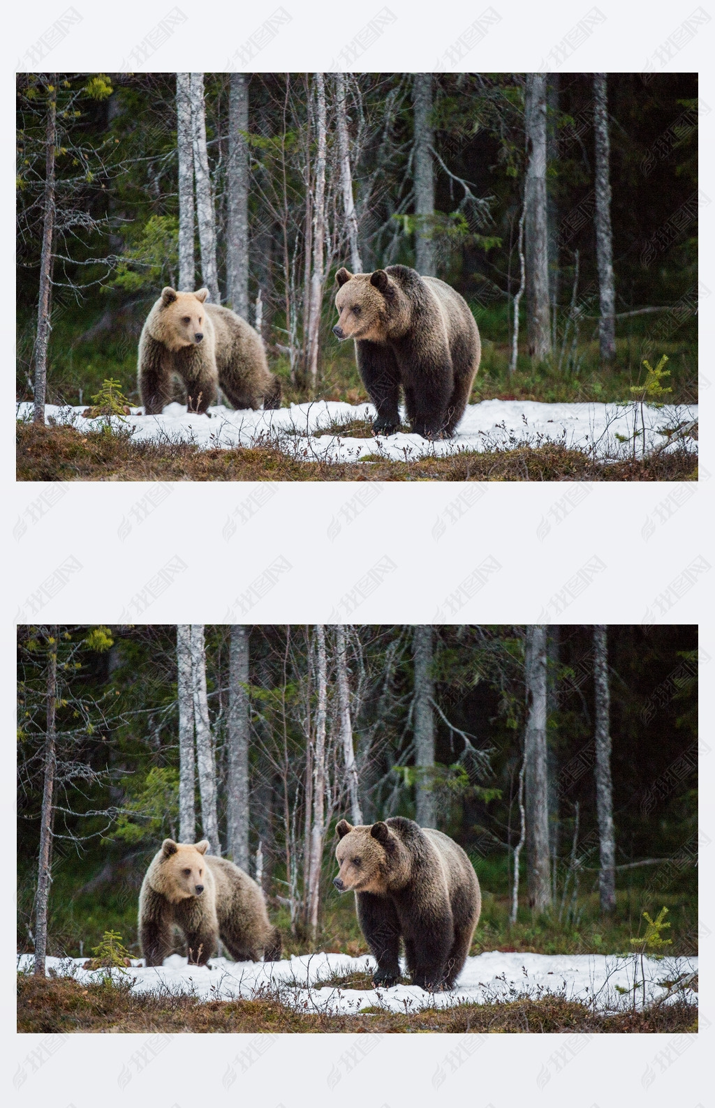 Wild Juvenile Brown Bears