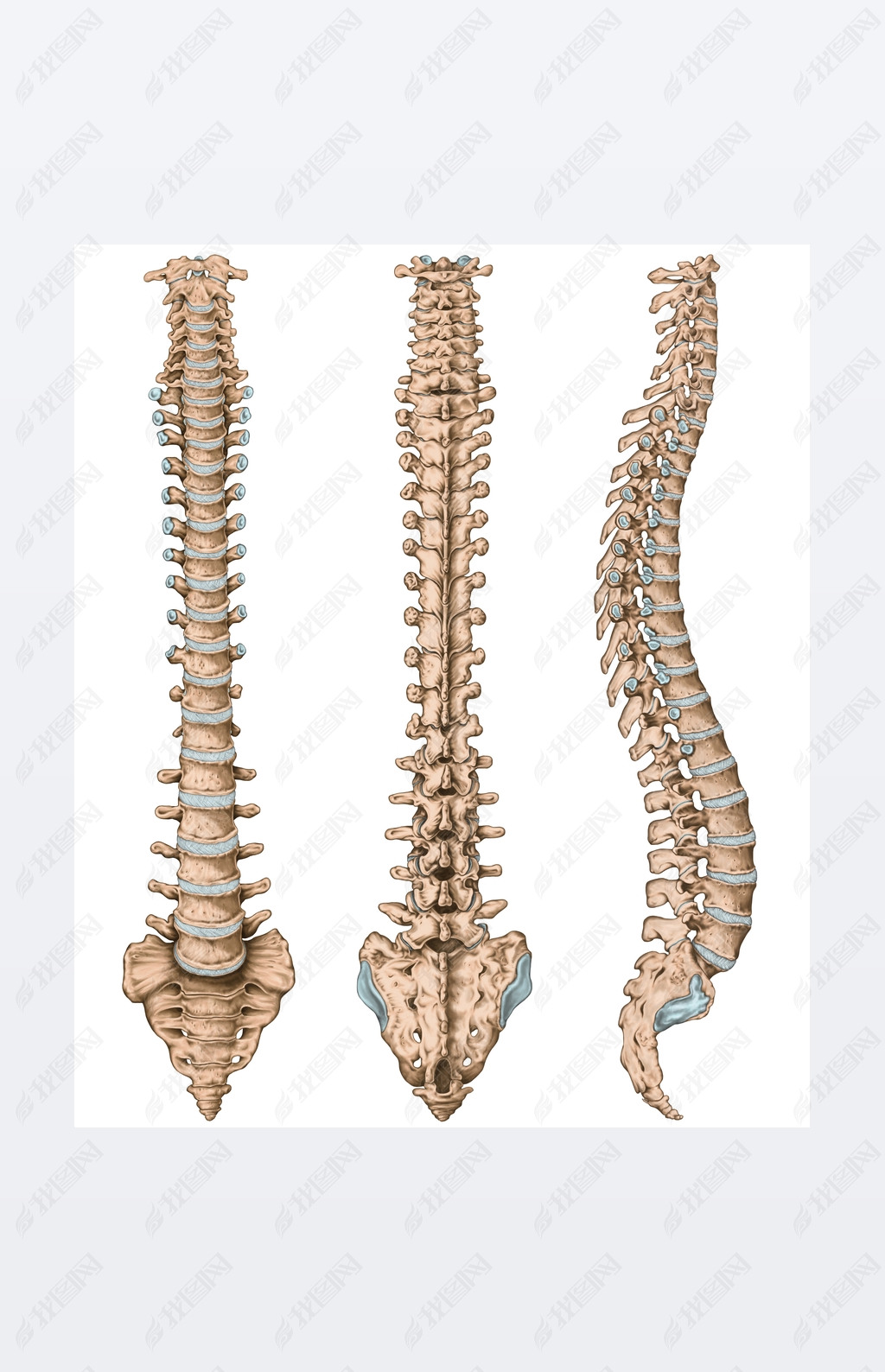 Anatomy of human bony system, human skeletal system, the skeleton, spine, columna vertebralis, verte