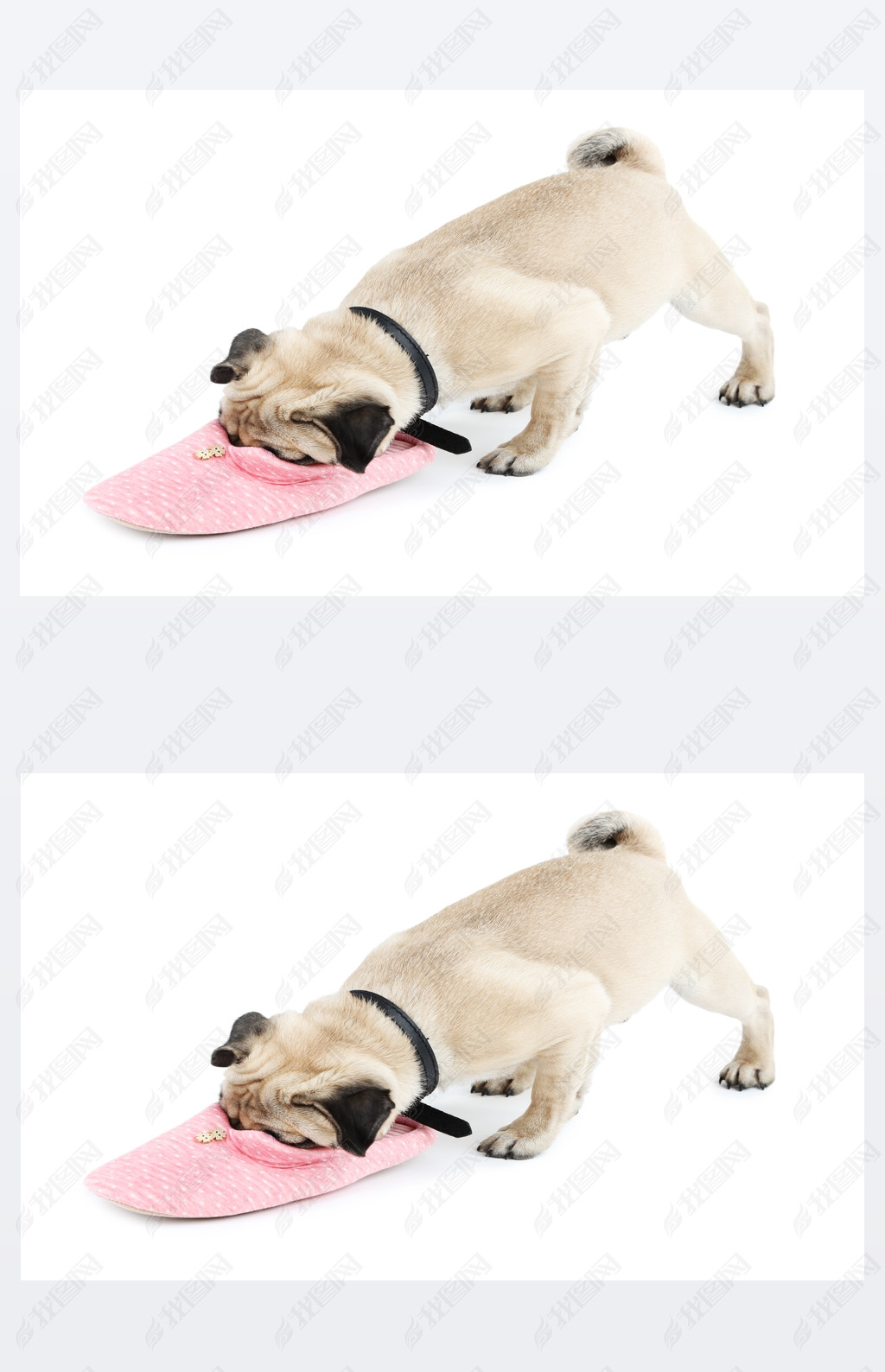 Ȥ ɰͻõ pug ϰɫЬ