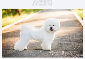 Bichon frize on nature background