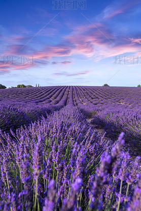 ޹²ݻ侰۸ Valensole