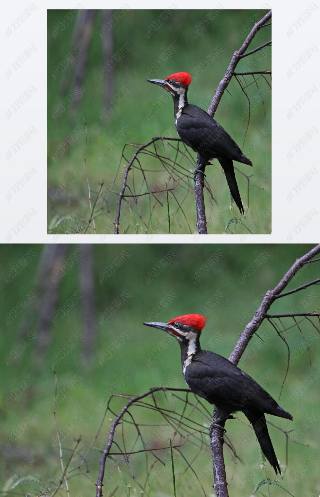 Ϣ֦ϵľ (Dryocopus pileatus) Gabriola , е߸ױʡ, ô