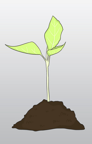 手绘小树发芽插画