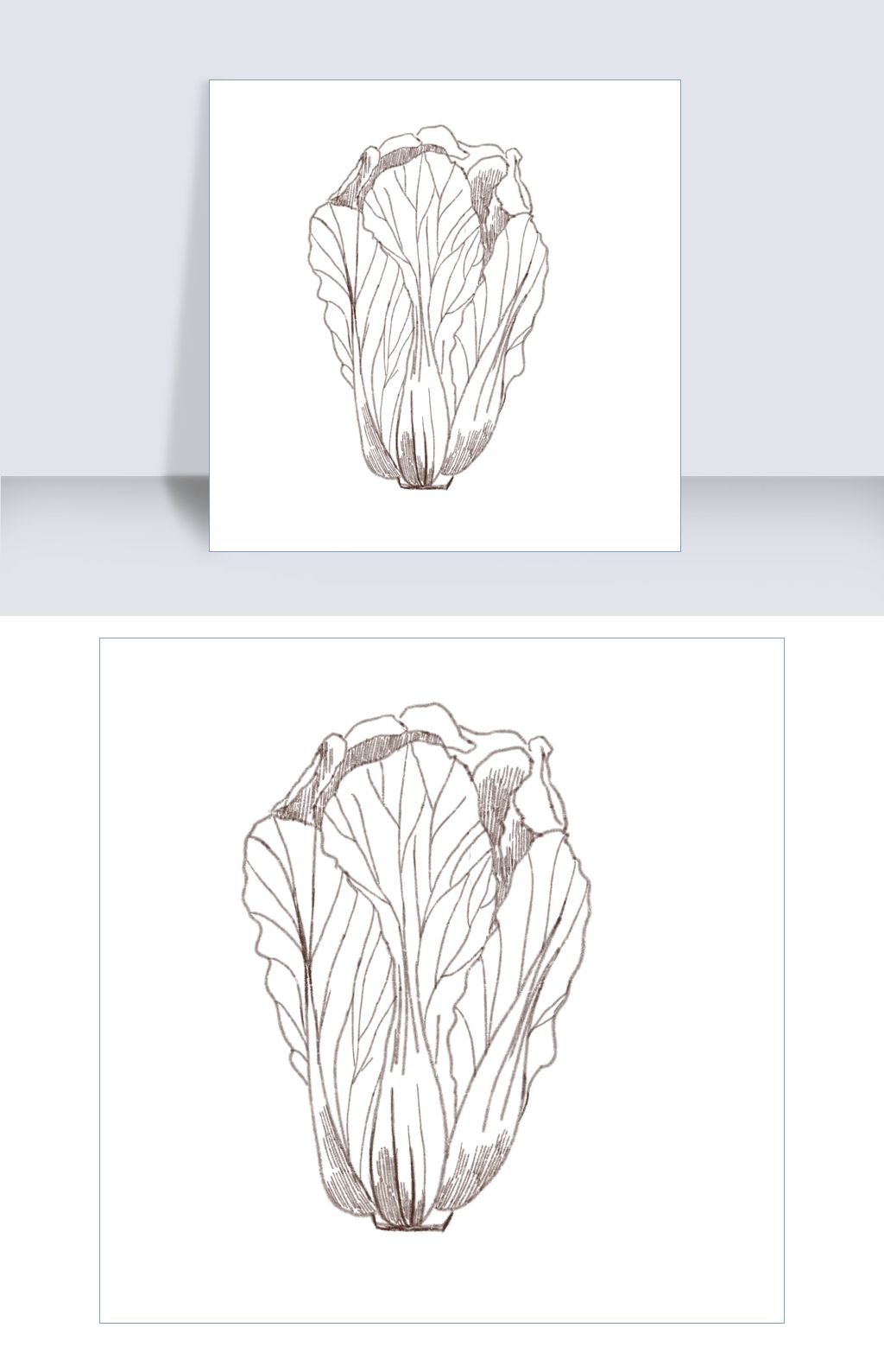 手绘线描白菜插画