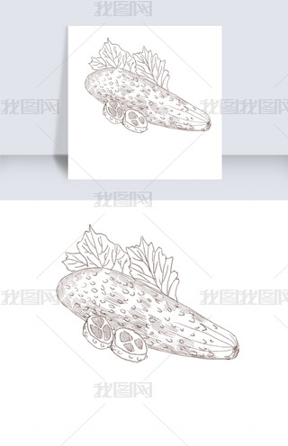 手绘线描黄瓜插画