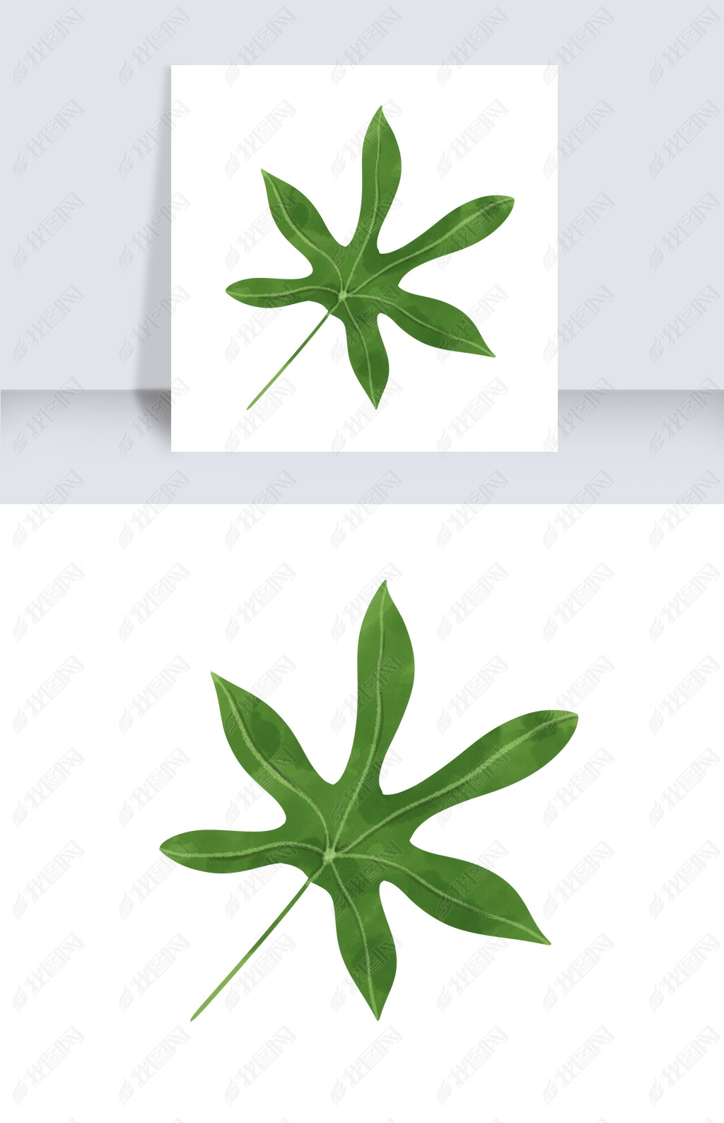 原创手绘八角金盘水彩叶子元素版权可商用