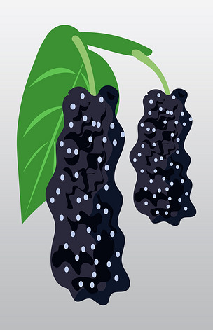 春季水果桑葚手绘插画