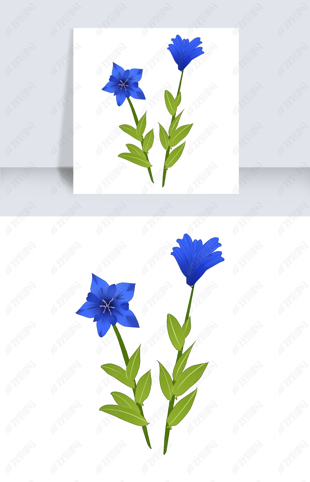 淡雅龙胆花装饰插画