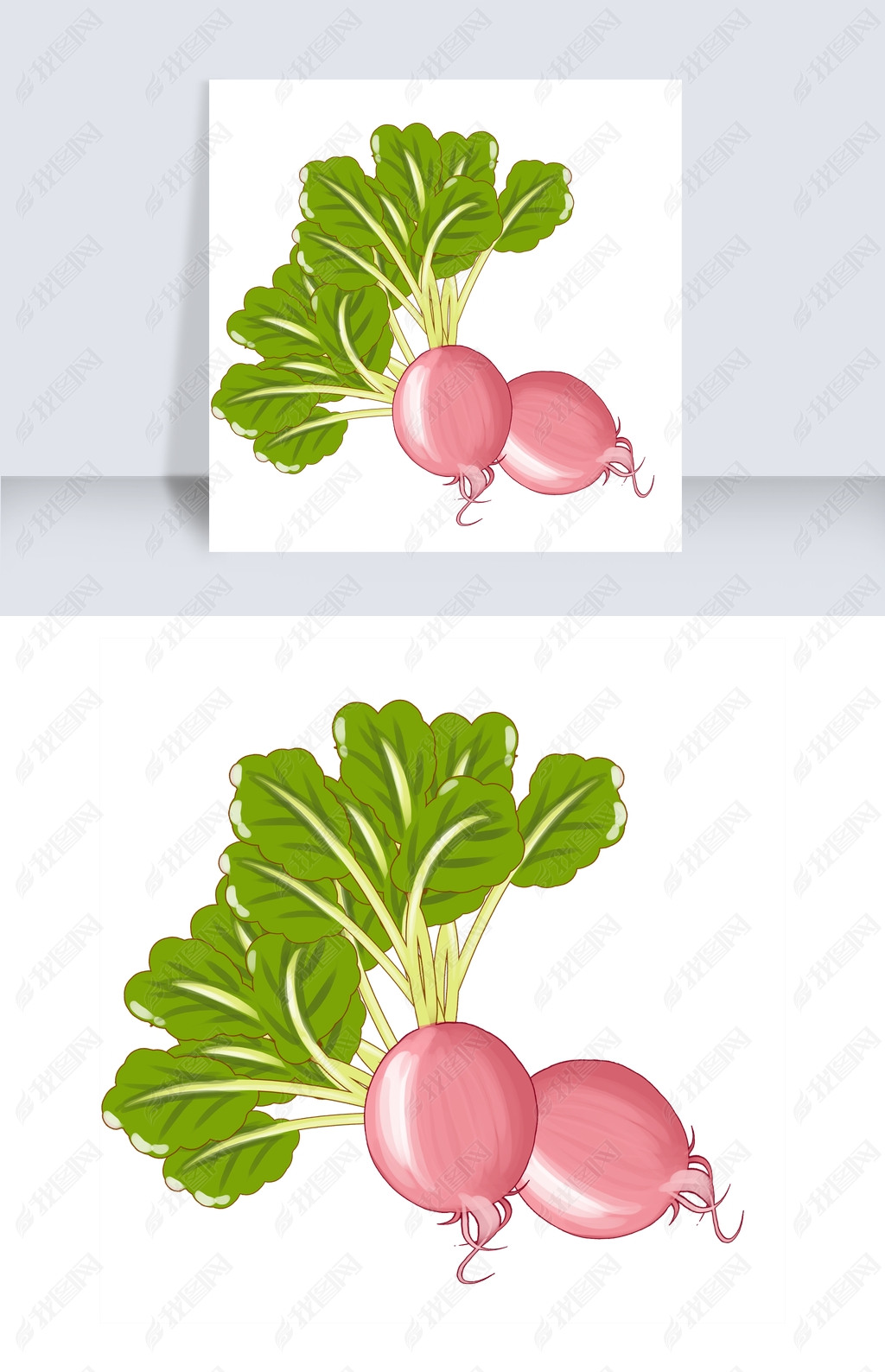 原创手绘新鲜蔬菜心里美萝卜两只版权可商用