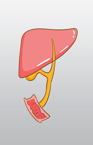 手绘人体器官肝脏插画