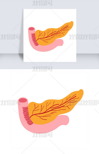 手绘人体器官胰腺插画