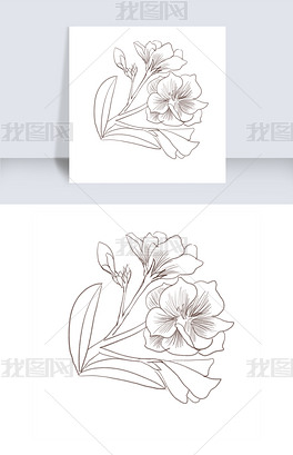 手绘夹竹桃线描插画