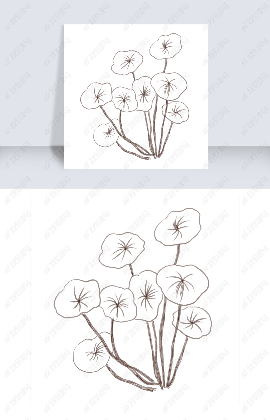 原创手绘金钱草线描插画