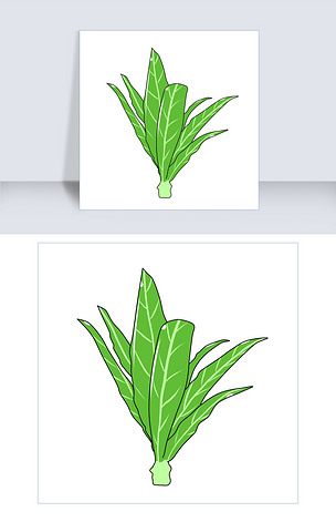 绿色青菜油麦菜插画
