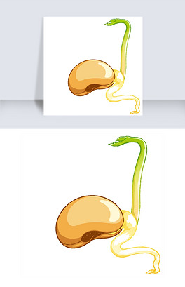 豆芽生长种子豆子萌芽