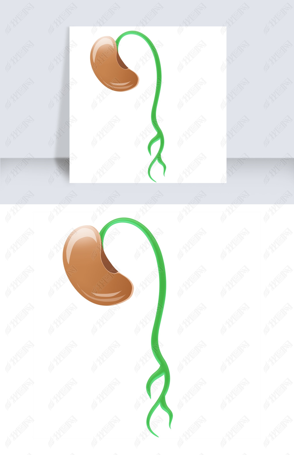 豆芽可爱绿色食品种子生长