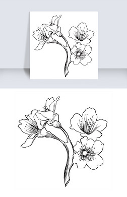 植物速写免抠元素|樱花树速写枝头独立
