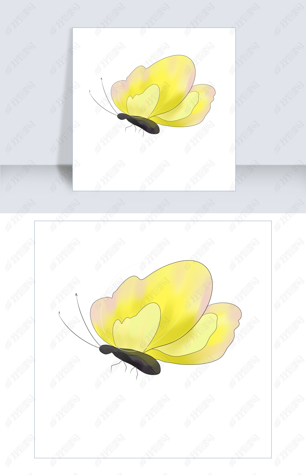 原创黄色蝴蝶菜粉蝶手绘插画版权可商用