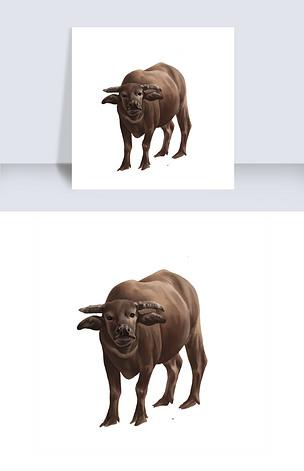 水牛手绘写实水牛黄牛大牛