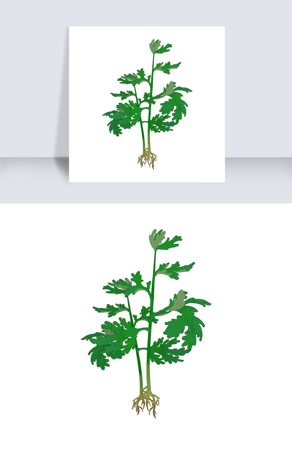 整颗艾草植株艾草png素材