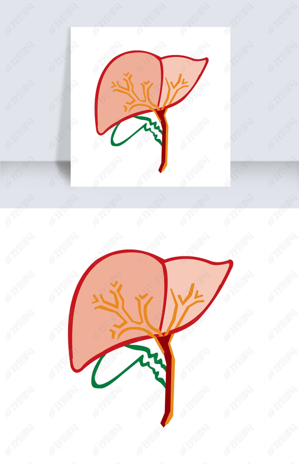 肝脏简笔画可爱彩色图片