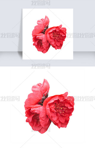 三朵可爱的小梅花