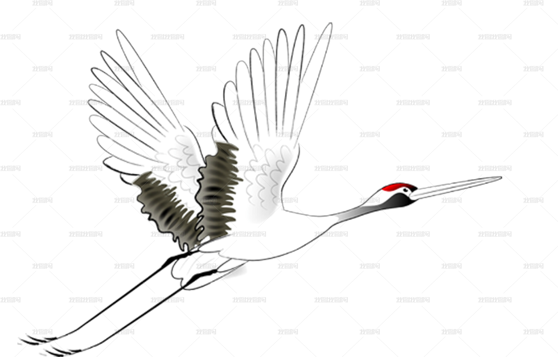 red-crowned-crane-bird-
