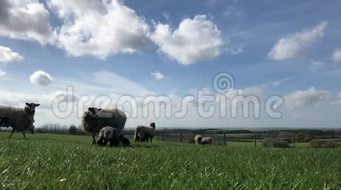 春天的羊和羔羊