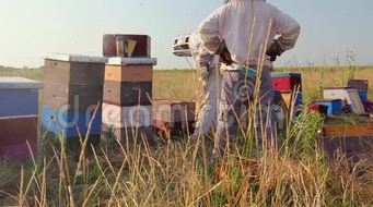 两个养蜂人养蜂人正在收获蜂蜜古董