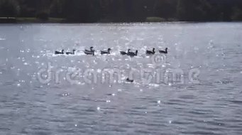 湖边的鹅
