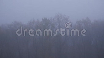 林中雾很浓雾中秋树 背景
