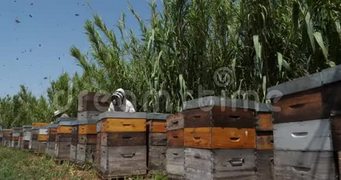 工作养蜂人奥西塔尼欧洲法国