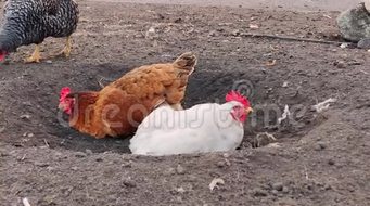 红白鸡洁净羽毛躺在地上