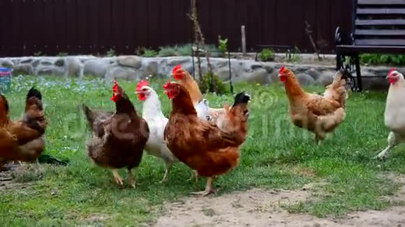 “大湾鸡”火了商标却凉了！全运会吉祥物昵称被抢注